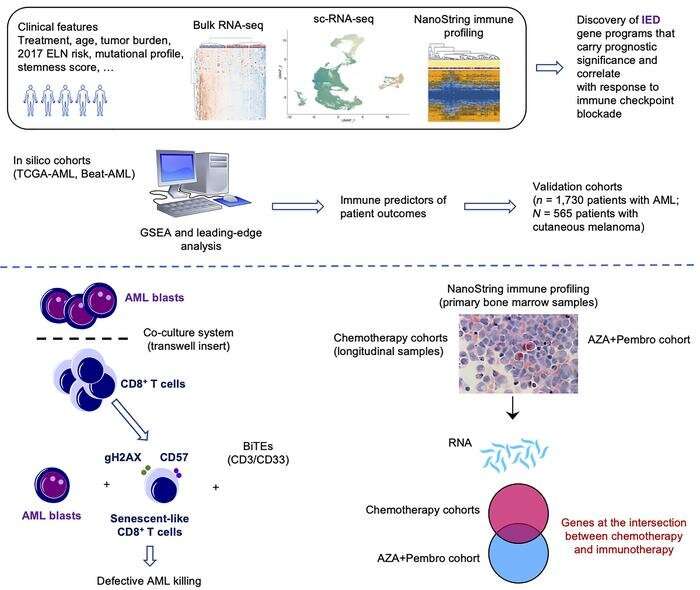 Fighting aggressive blood cancer ages and exhausts immune cells, study shows