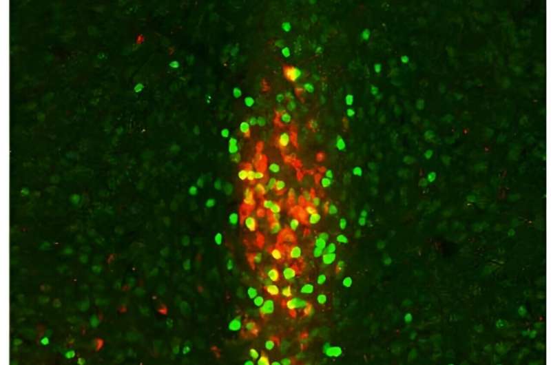 How cold temperatures trigger the brain to boost appetite