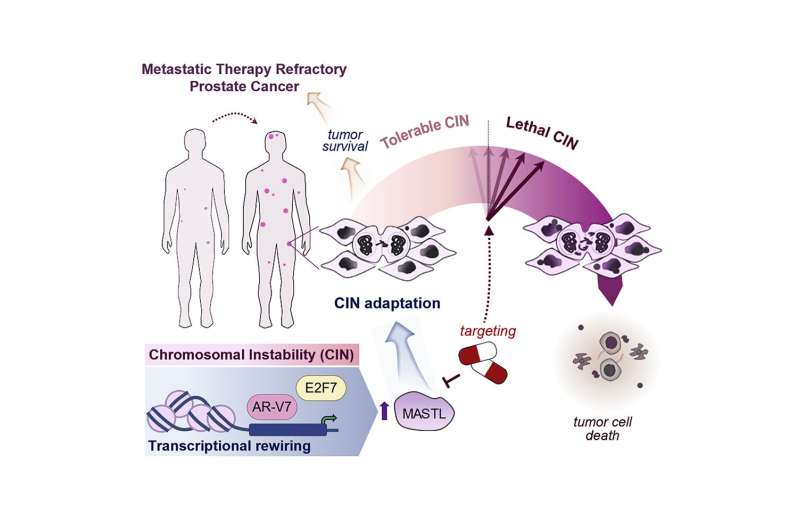 Study suggests chromosomal errors may hinder some aggressive tumors