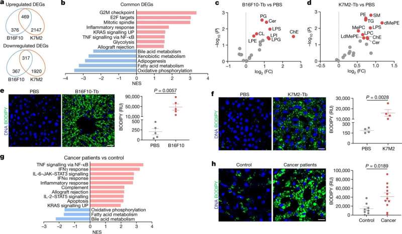 Cancers in distant organs alter liver function