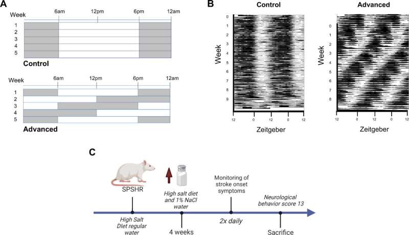 Disrupting the circadian clock speeds up stroke onset and shortens lifespan, finds study