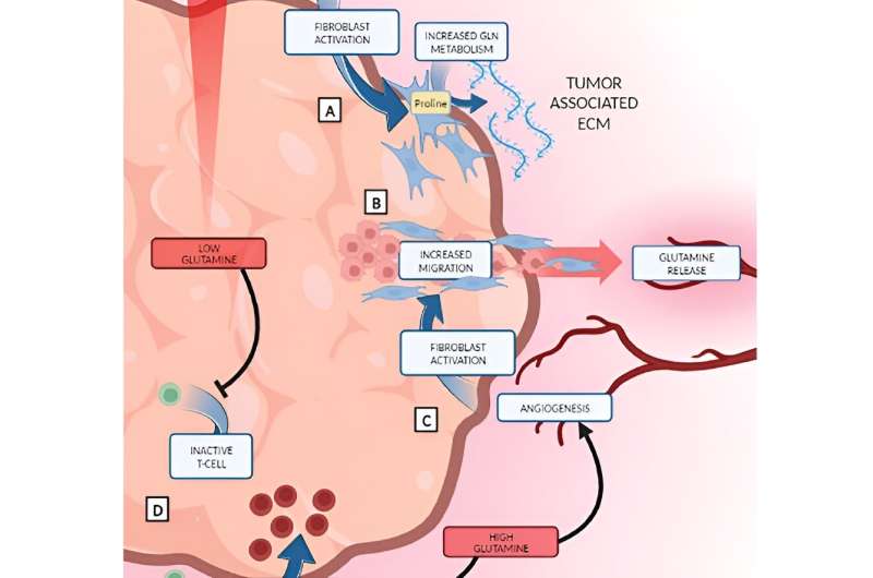 Does inhibiting glutamine metabolism impact tumor cells or the microenvironment?