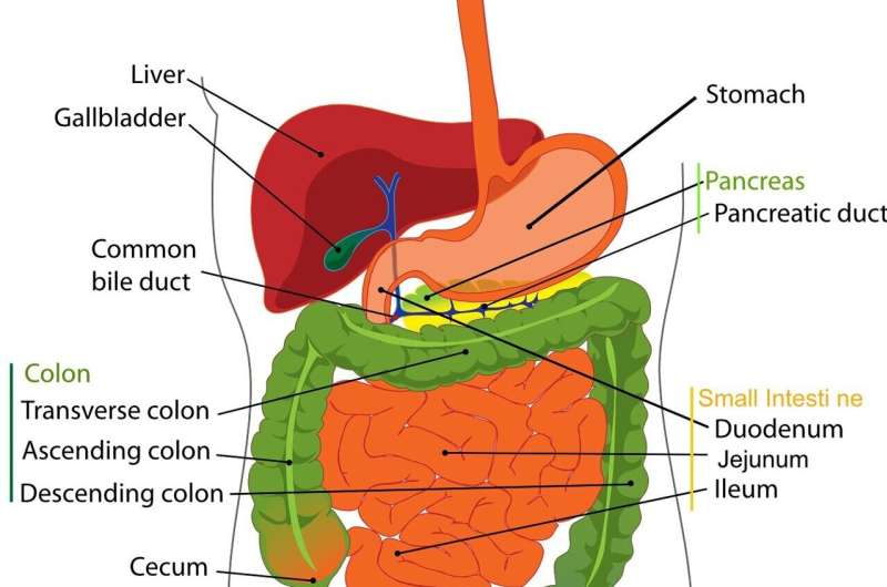 gallbladder