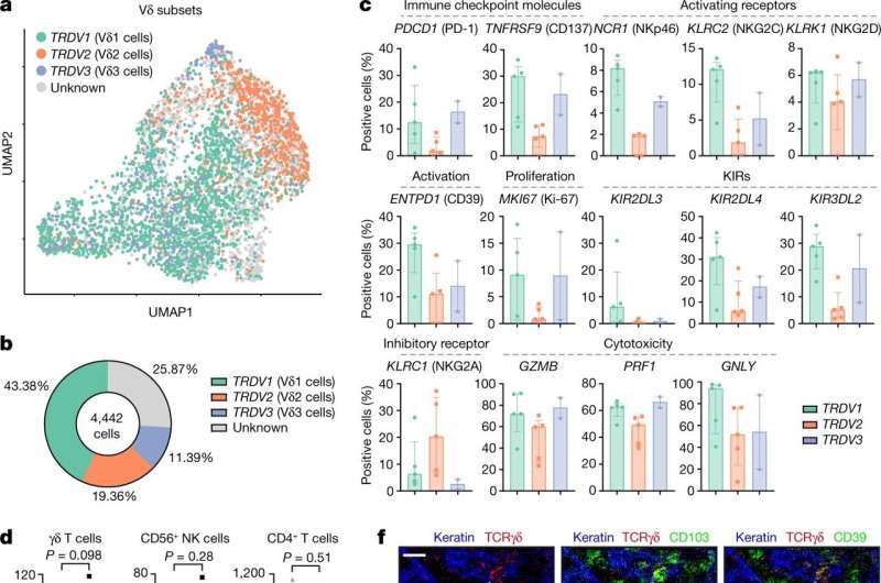 Specialized immune cells carry potential for new cancer immunotherapies