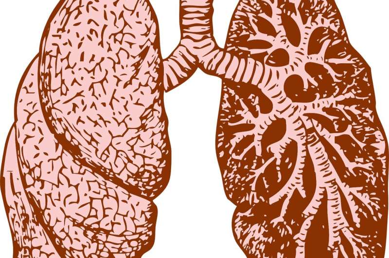 lungs