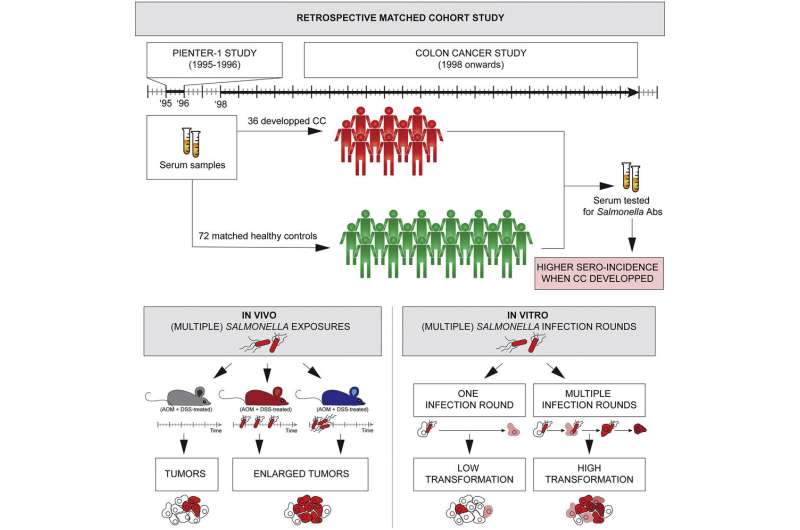 Salmonella exposure a risk for colon cancer