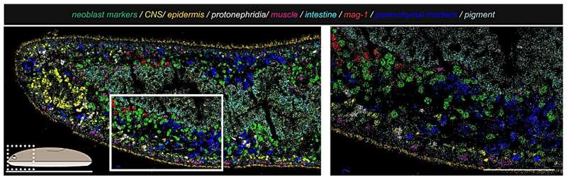 Cell fate choice during adult regeneration is highly disorganized, new study finds