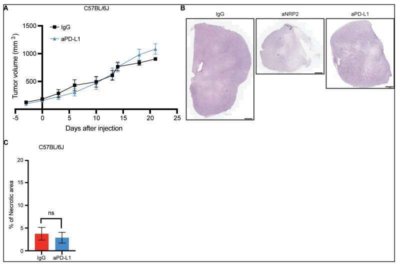 Experimental monoclonal antibodies cause aggressive prostate and breast cancers to become susceptible to treatment