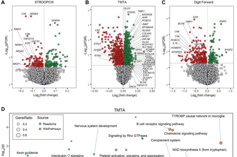 Adipose tissue coregulates cognitive function