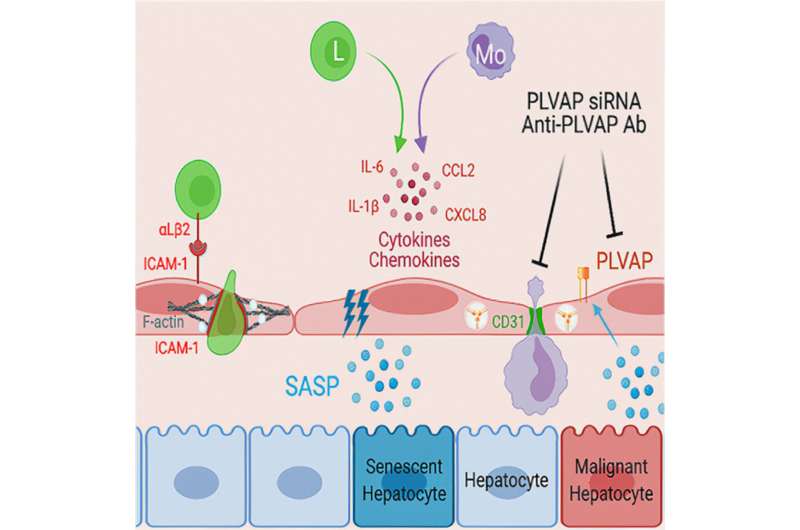 New inflammatory mechanisms unveiled in the setting of liver disease and liver cancer