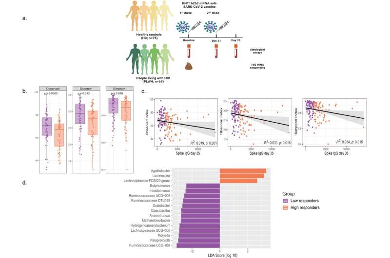 Gut microbes can affect COVID vaccine response