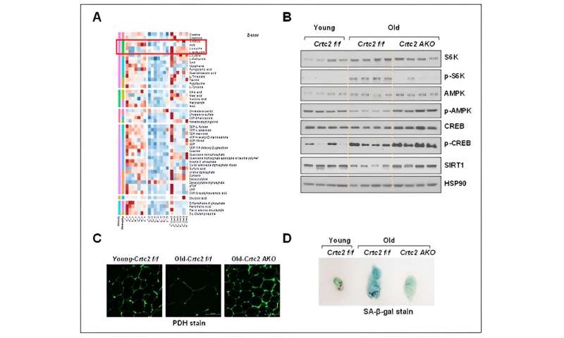 Unveiling a new mechanism that accelerates aging of adipose tissues