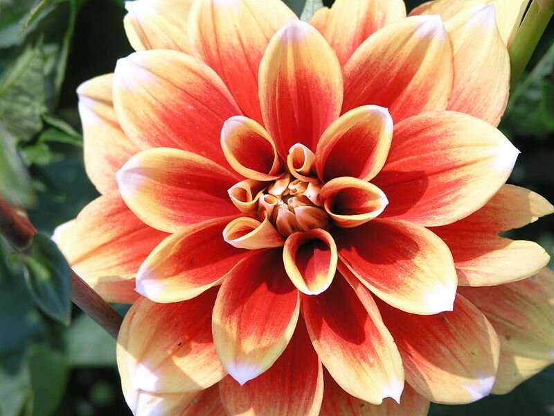 Dahlia flower extract has anti-diabetic properties, improves insulin 1 function in the brain: Study