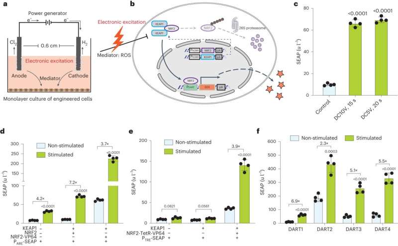 Implanted cells triggered by electricity used to drive in vivo gene expression