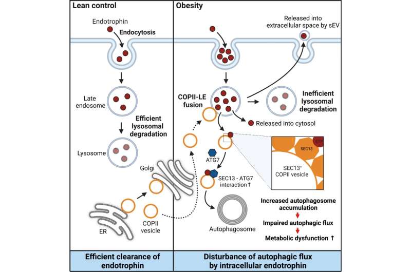 Unraveling the link between obesity, diabetes, and endotrophin