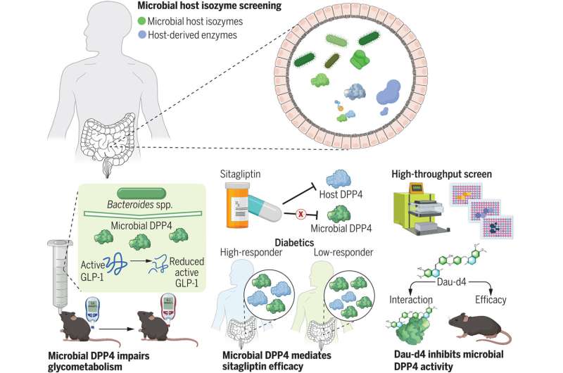 Synergistic effect of a traditional Chinese medicinal compound on existing diabetes drug found