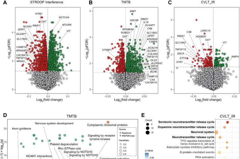 Study shows adipose tissue co-regulates cognitive function