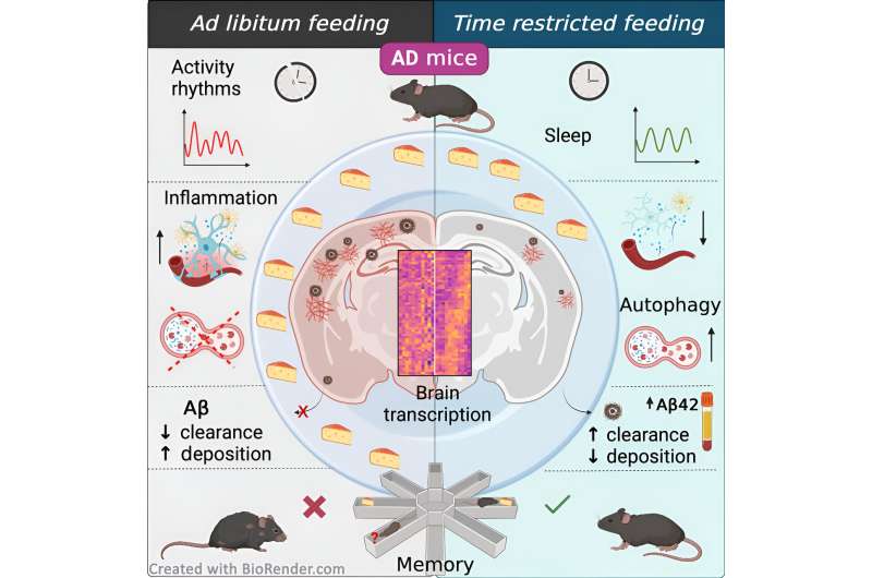 Intermittent fasting improves Alzheimer's pathology in mouse model