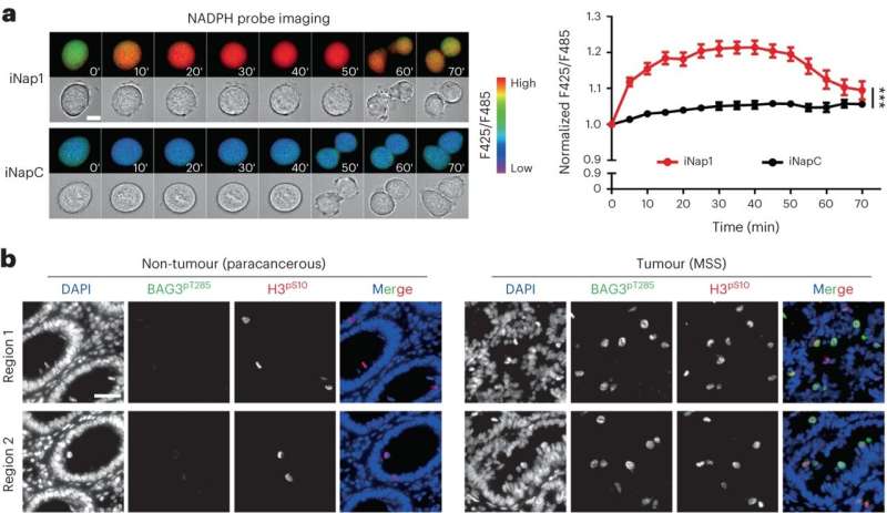 Researchers unravel metabolic regulation in aneuploid tumor cells