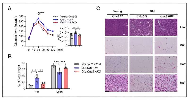 Unveiling a new mechanism that accelerates aging of adipose tissues