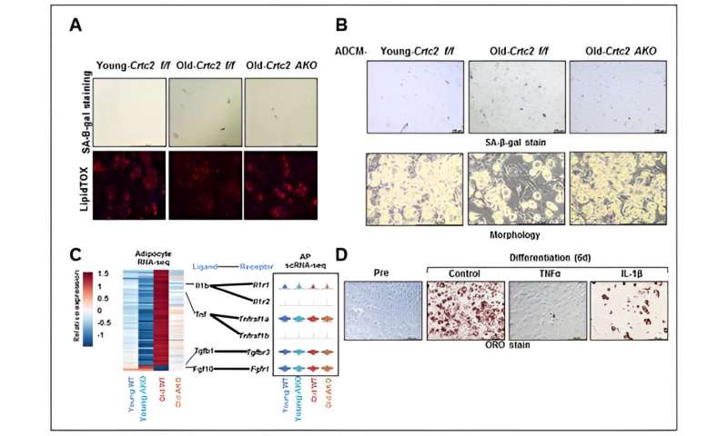 Unveiling a new mechanism that accelerates aging of adipose tissues