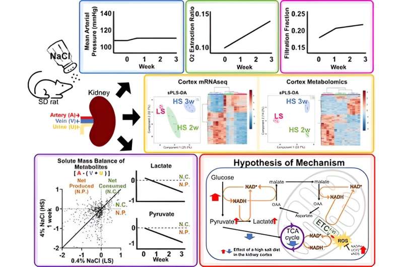 High-salt diet in rats slows metabolism and energy production of kidneys