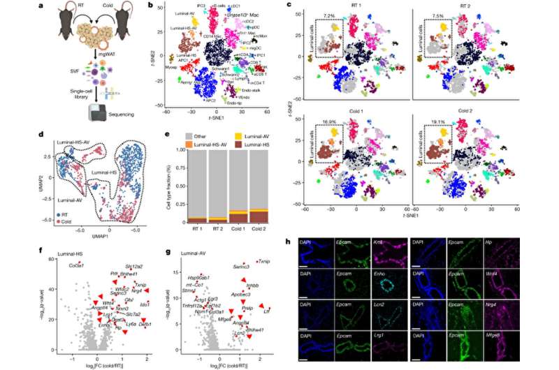 Researchers uncover how mammary glands control overall energy balance and fat metabolism