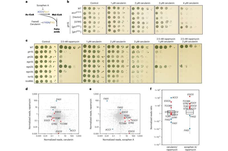 Metabolism meets signaling to fine-tune cell growth