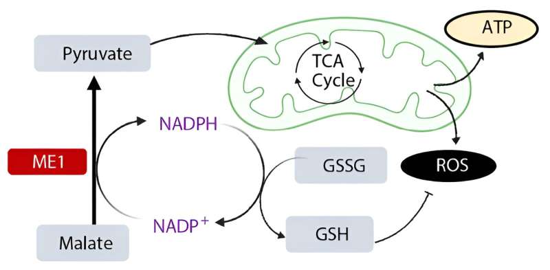 Identifying new potential in cancer-killing T cells