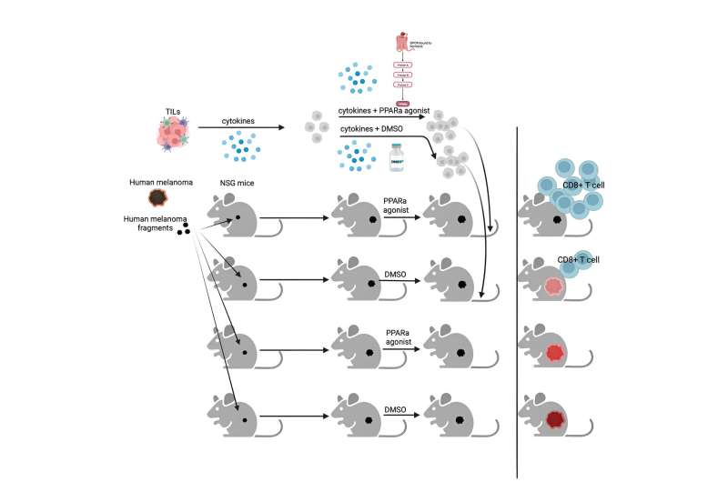 Scientists enhance cell-based therapy to destroy solid tumors