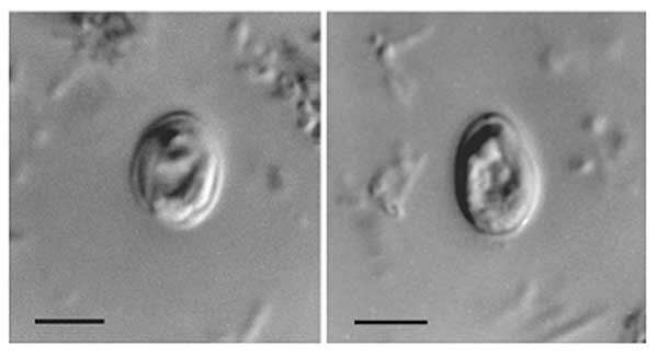 Cryptosporidium muris