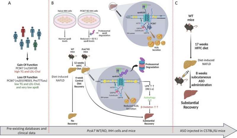 New hope for patients with non-alcoholic fatty liver disease