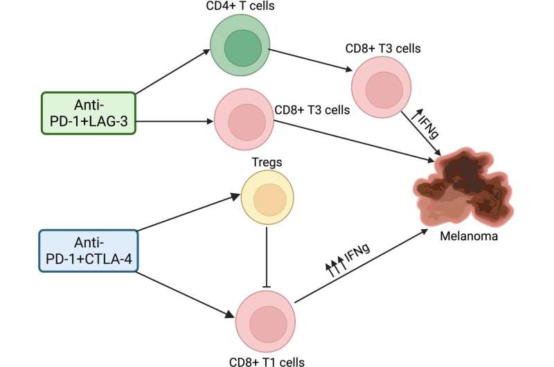 Moffitt researchers identify key mechanisms of action differences in 2 immune checkpoint inhibitor combination therapies for advanced melanoma