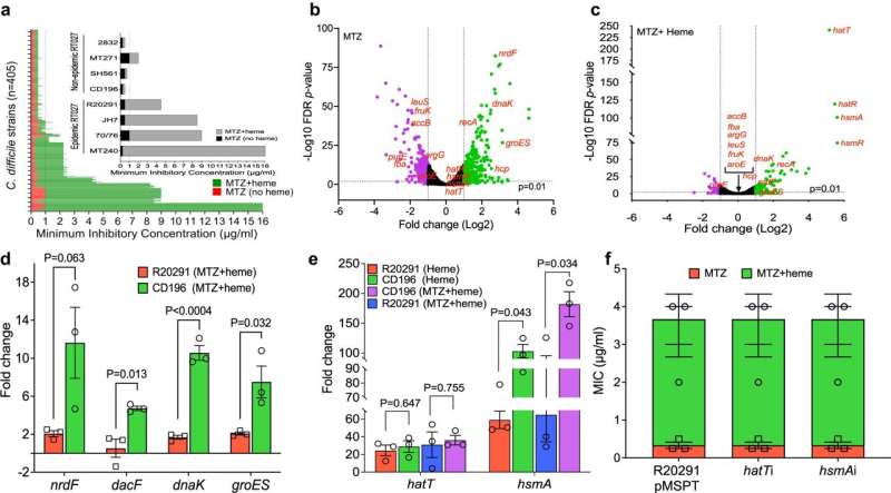 Researchers solve mystery behind antibiotic-resistant C. difficile infection