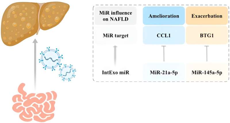 Gut-derived exosomes as a novel mediator of hepatic lipid metabolism