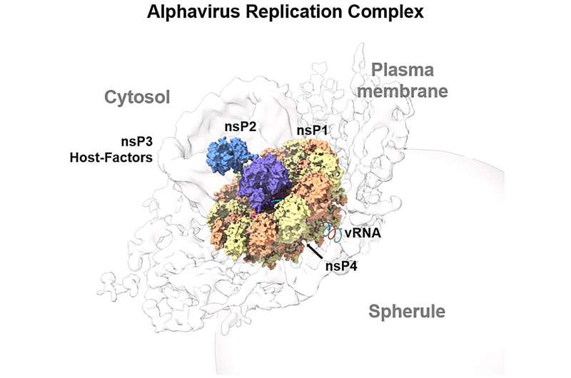 Catch me if you can: how three infectious disease agents evade the immune system