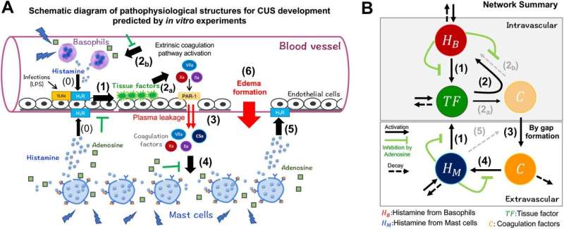 Unraveling the mechanism of urticaria from eruption shapes