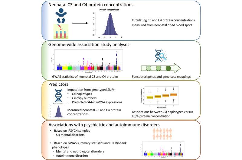 Unraveling the association between neonatal proteins and adult health