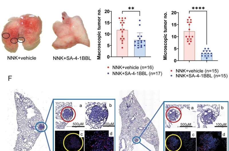 Training the immune system to prevent cancer—NextGen researchers discover paradigm-shifting approach