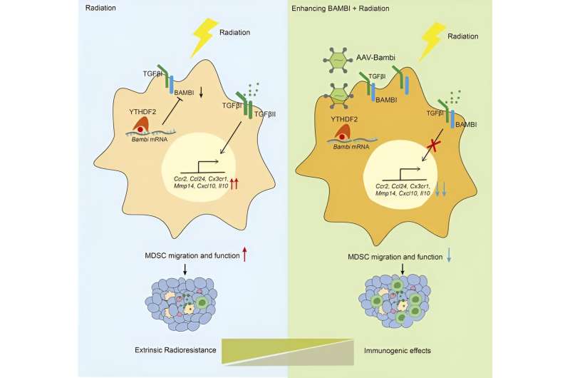 Novel therapeutic target overcomes resistance to radiation therapy