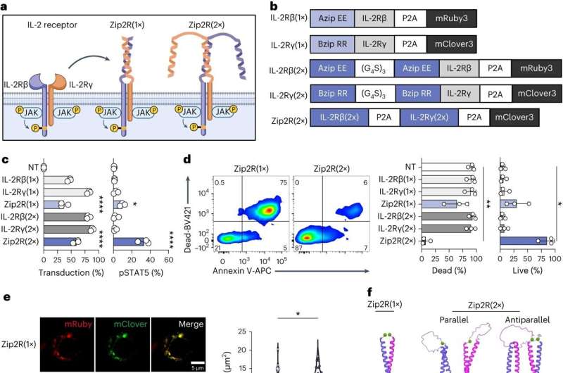 Modular chimeric cytokine receptors improve CAR T–cell therapy for solid tumors