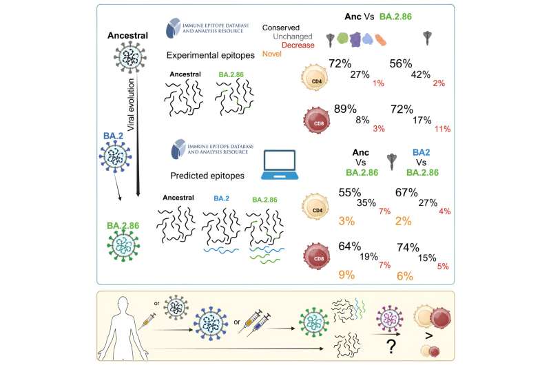 Study shows T cells can tackle new 'Pirola' SARS-CoV-2 variant