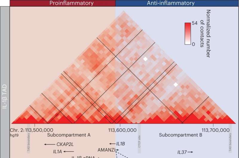 How an immune response is driven by one letter difference in DNA