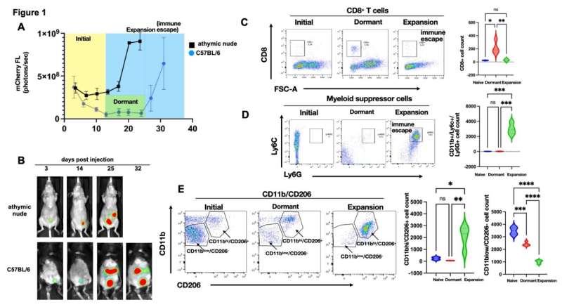 Study reports progress in long-term protection against ovarian cancer tumors