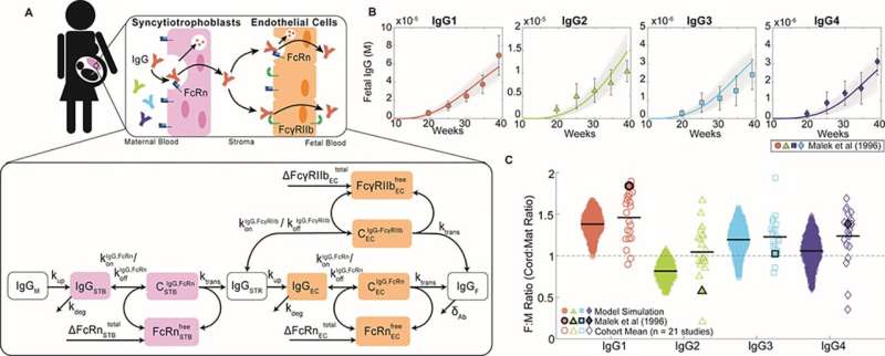 Biomedical engineers unveil the dynamics of maternal immune responses