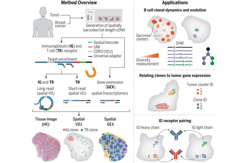 New method is better able to map immune response and paves way for new treatments