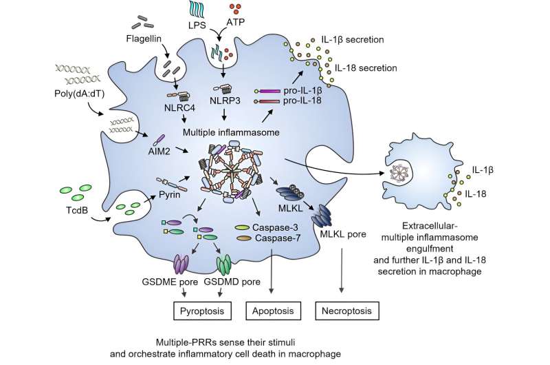 New study uncovers molecular interactions driving multiple inflammasome activation and inflammatory cell death