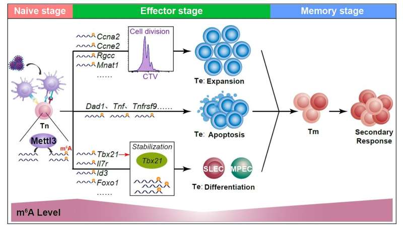 Mettl3-dependent m6A modification is essential for effector differentiation and memory formation of CD8+ T cells