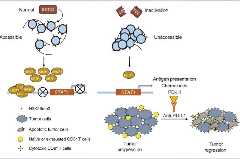 Novel biomarker for immune checkpoint inhibitors identified in human lethal cancers