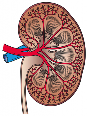 Study reveals insights into diabetic kidney disease and how anti-obesity drugs work